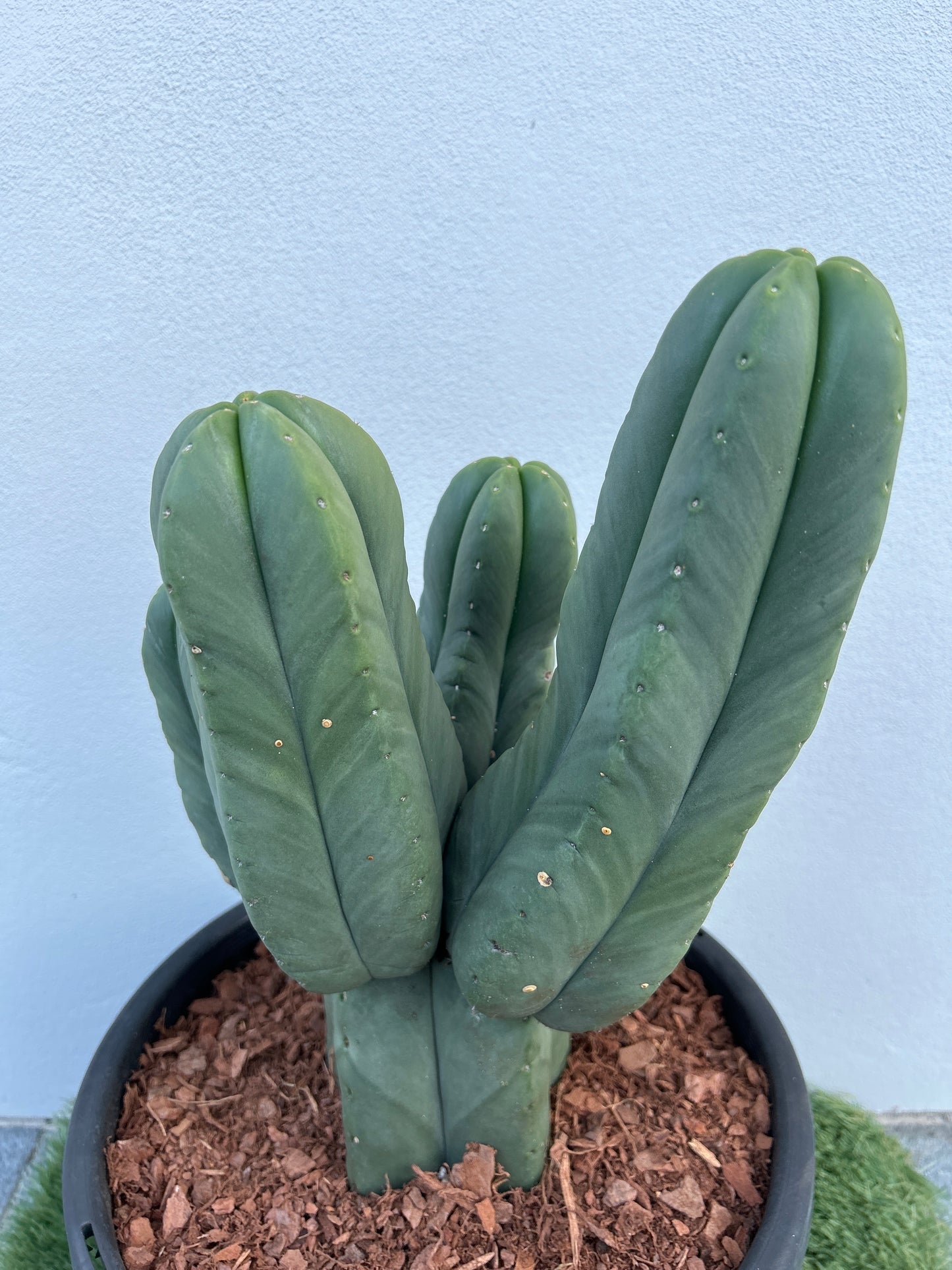 Echinopsis Scopulicola Tree