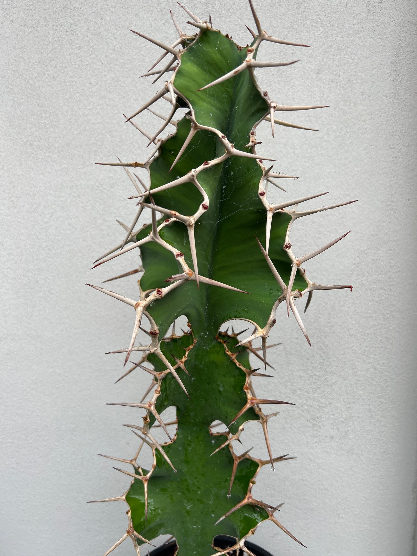 Cowhorn Cactus 1