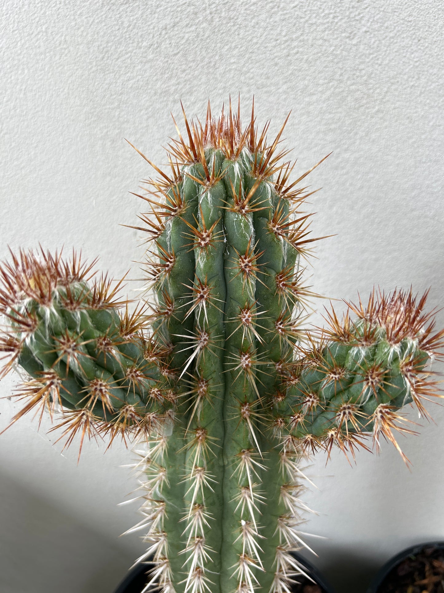 Pilocereus gounellei Cactus with 2 arms