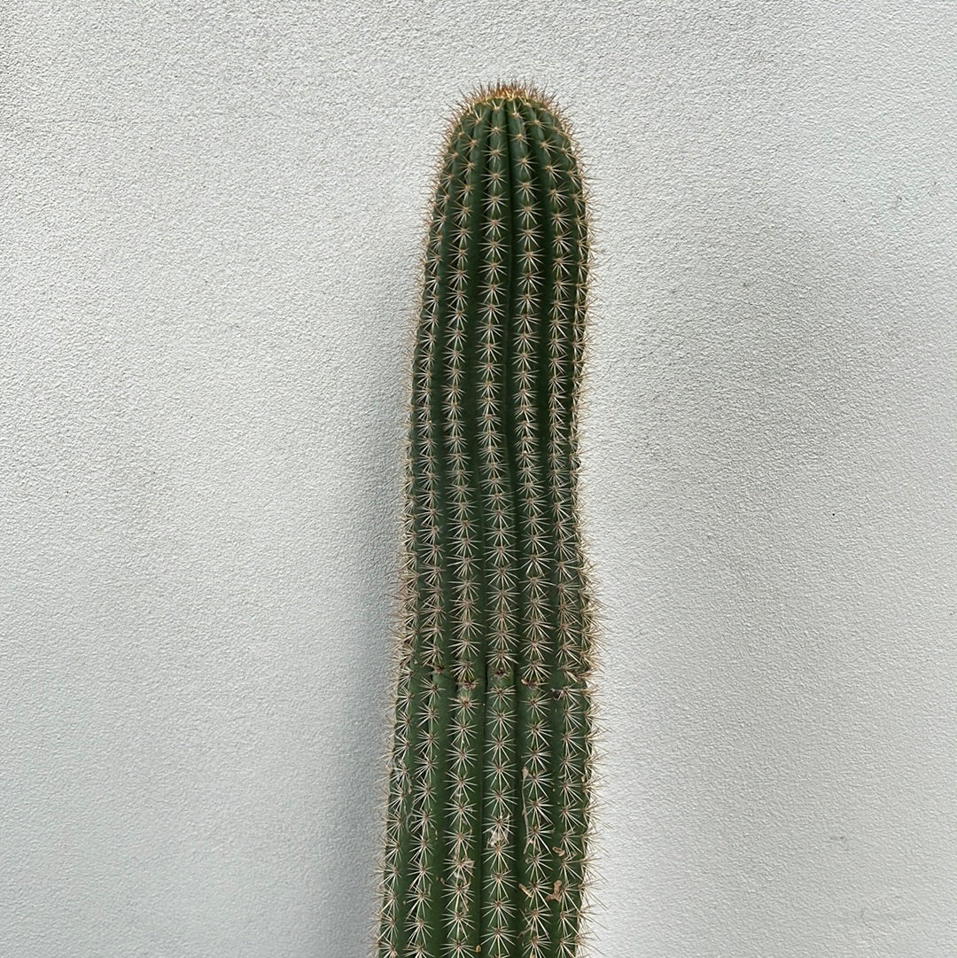 Echinopsis schickendantzii