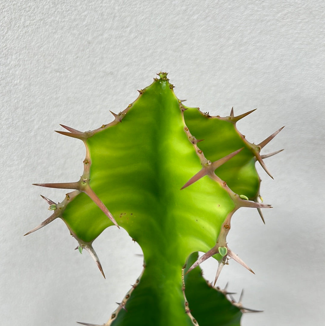 Cow Horn Cactus 2