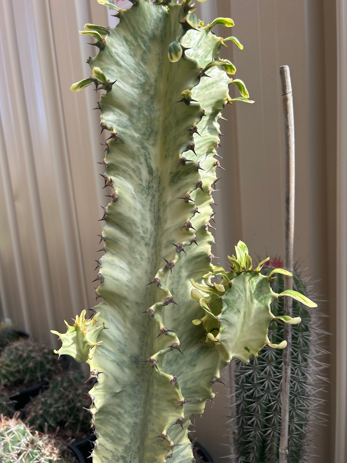 Euphorbia Ammak large