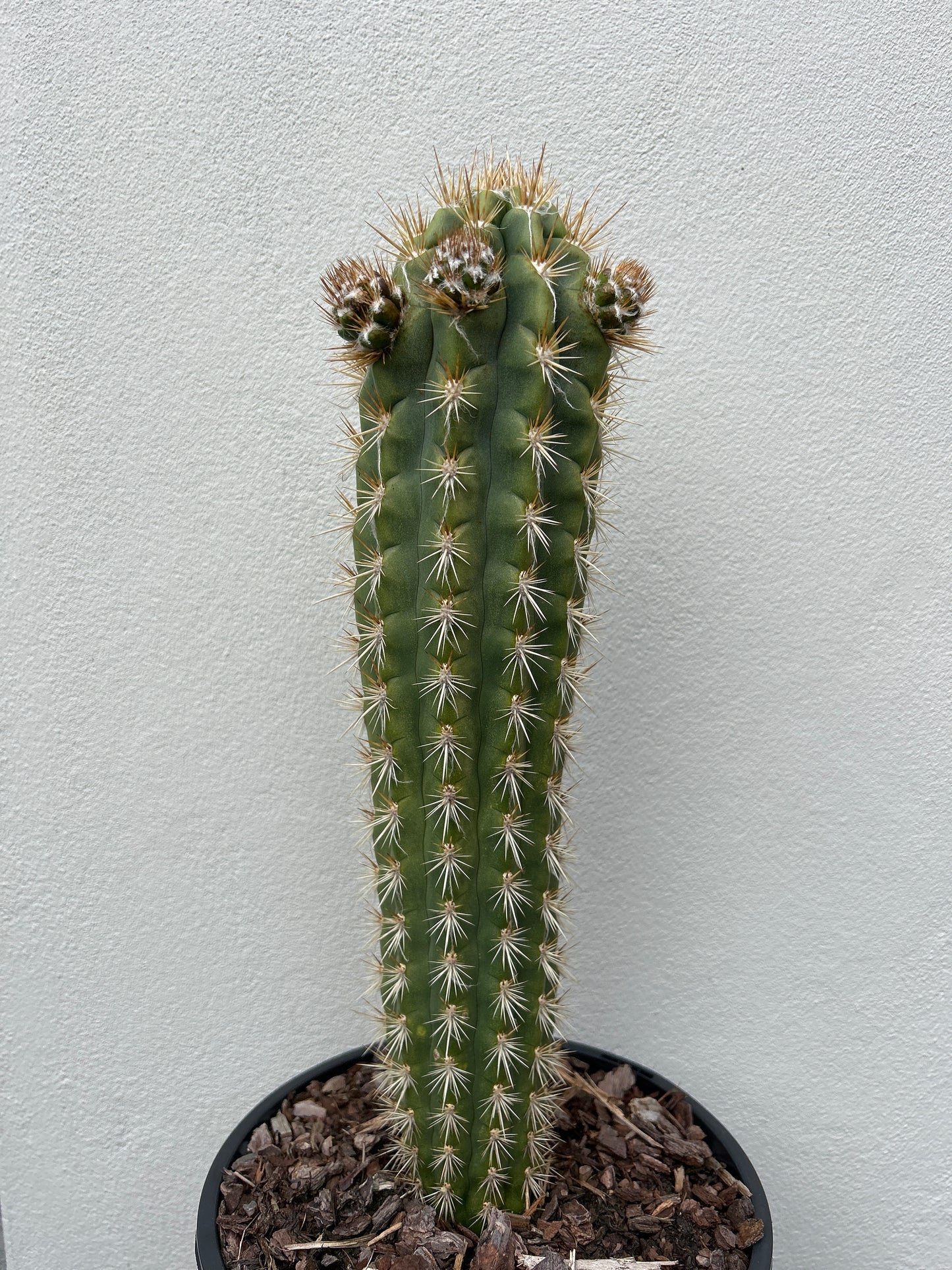 Pilocereus gounellei Cactus with 3 arms