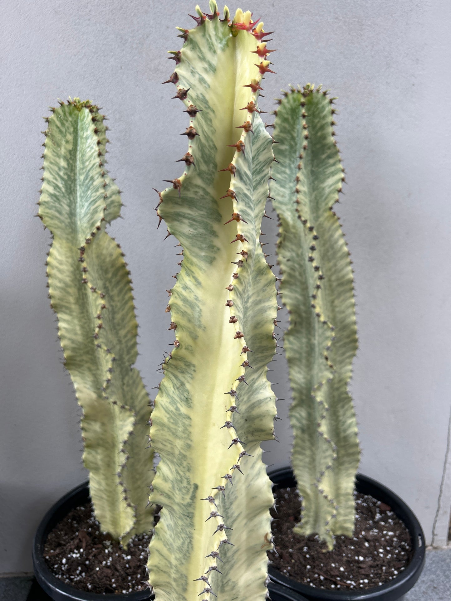 Euphorbia Ammak