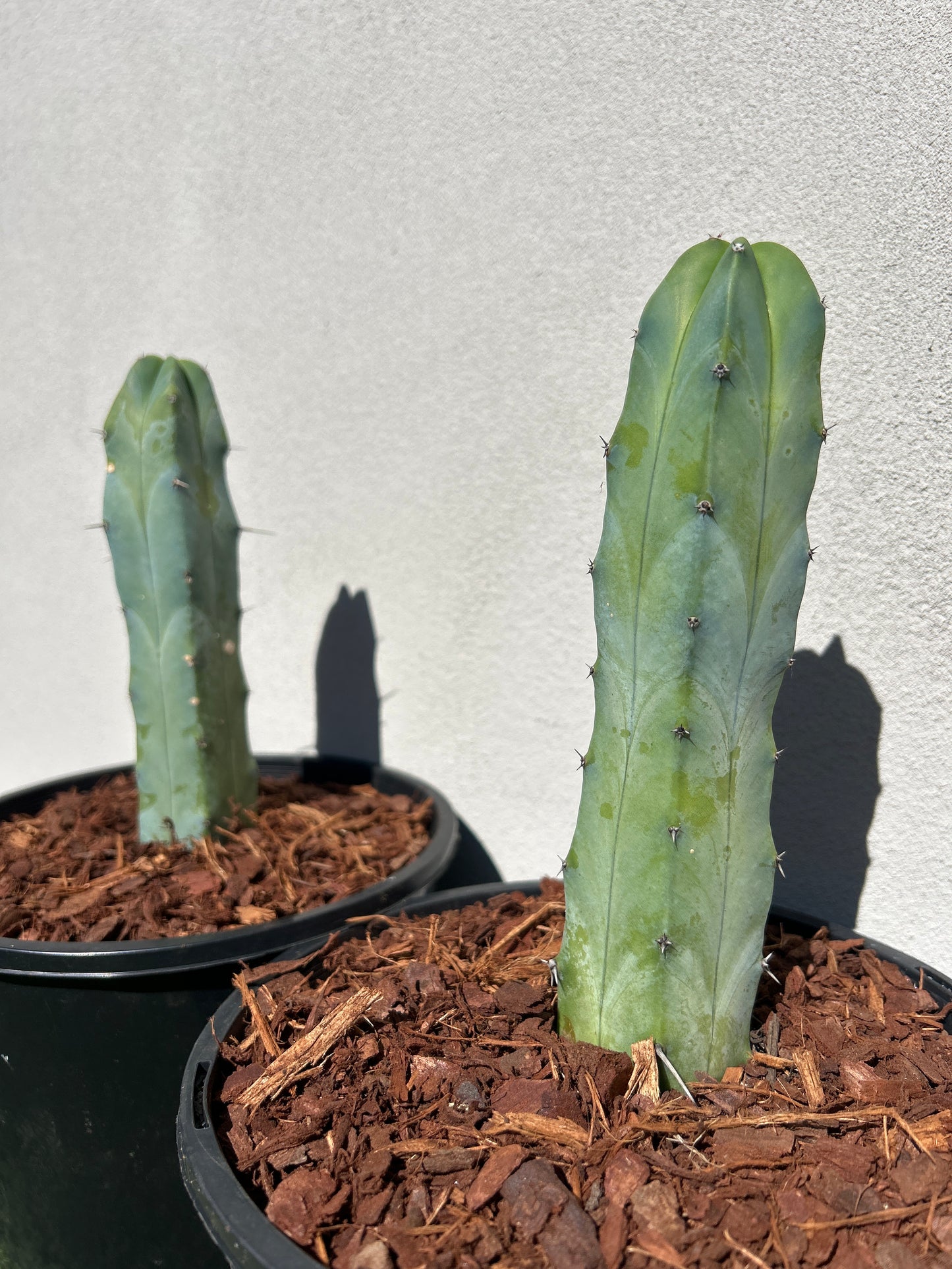 Myrtillocactus