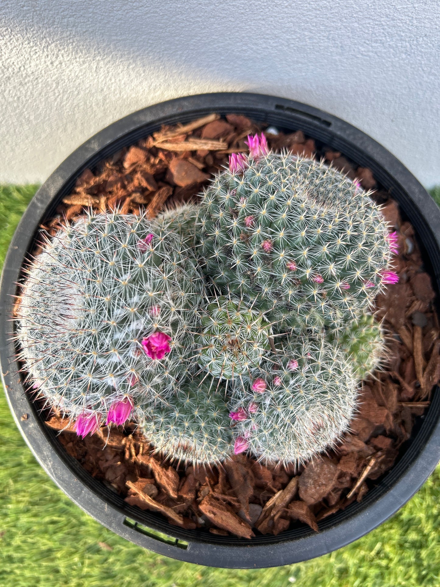 Mamillaria Cactus Cluster