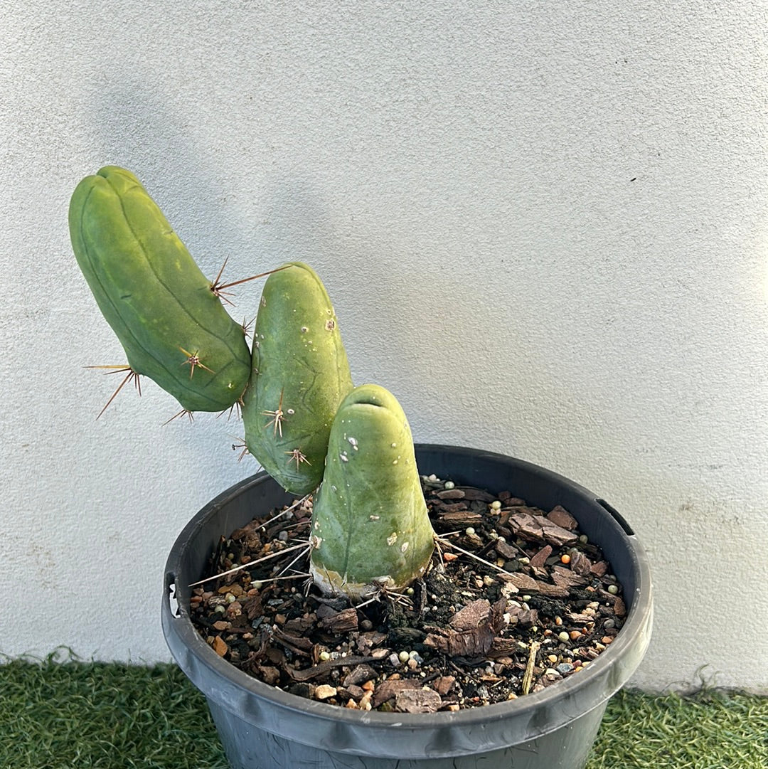 Penis Cactus