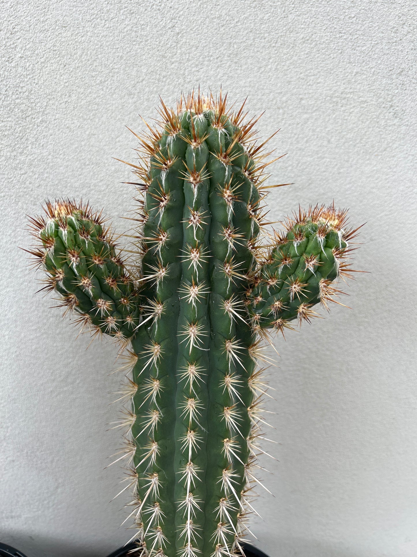 Pilocereus gounellei Cactus with 2 arms