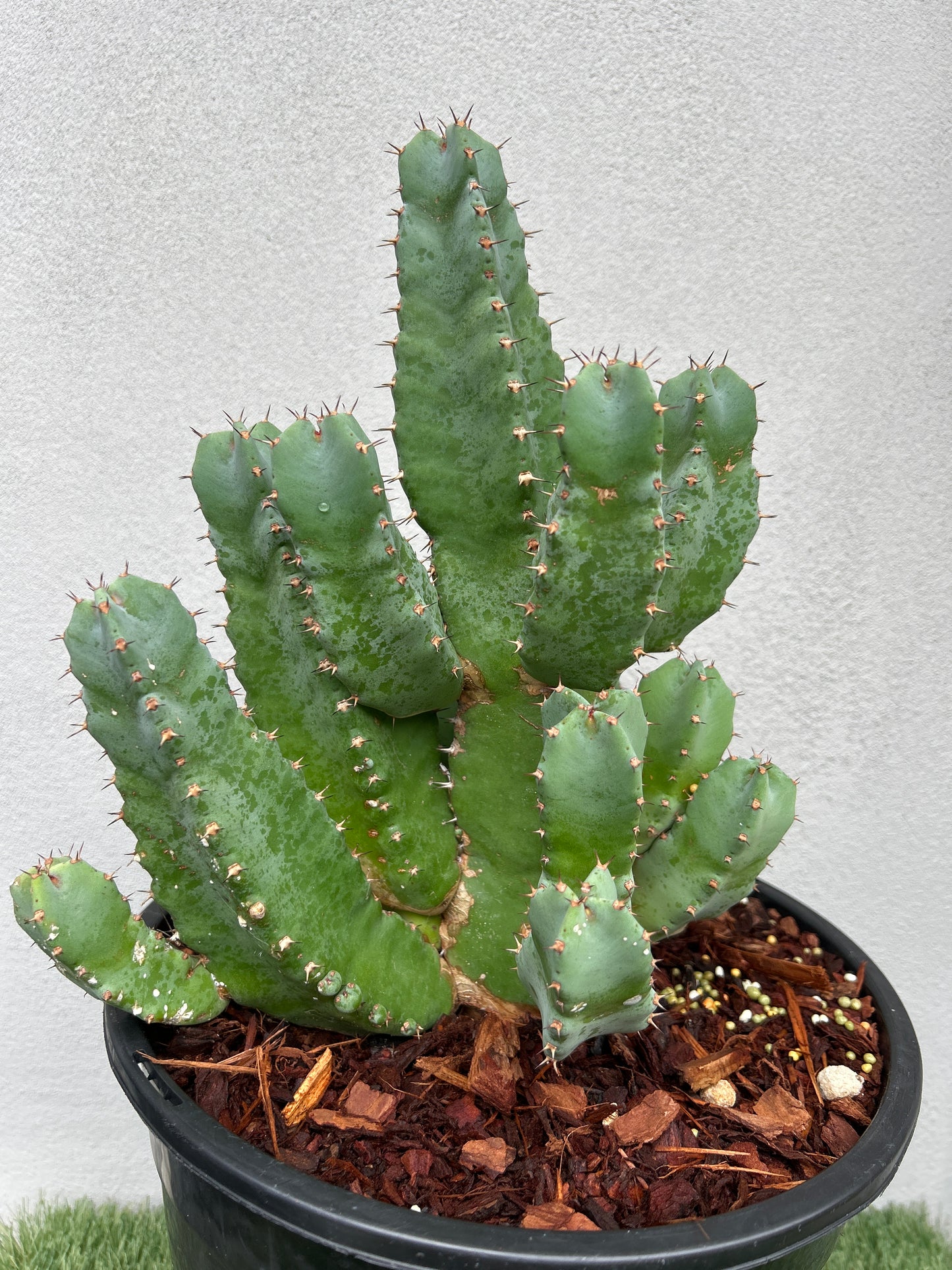 Euphorbia resinifera - Moroccan Mound -Large