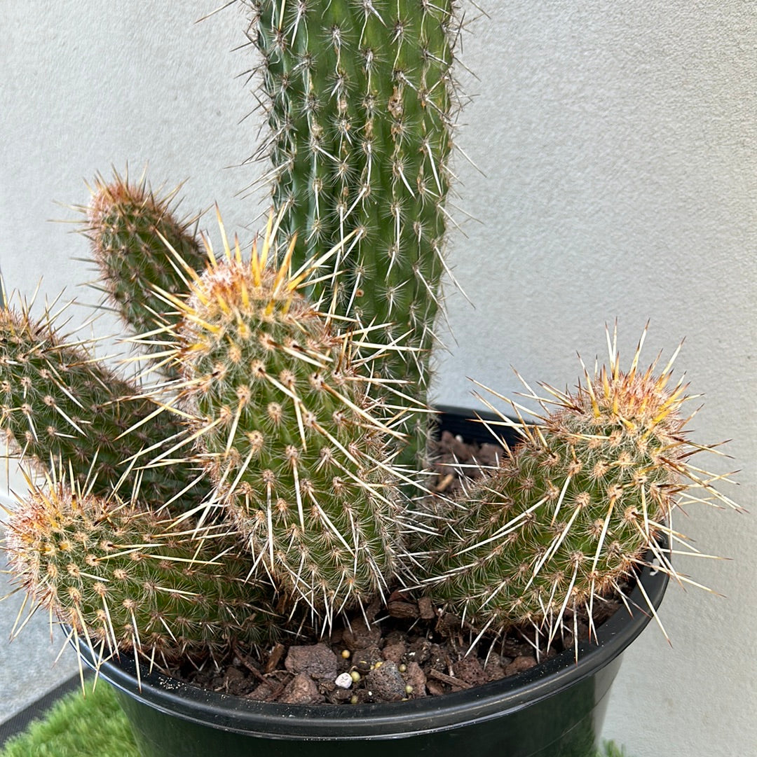 Espostoa Mirabilis Cactus