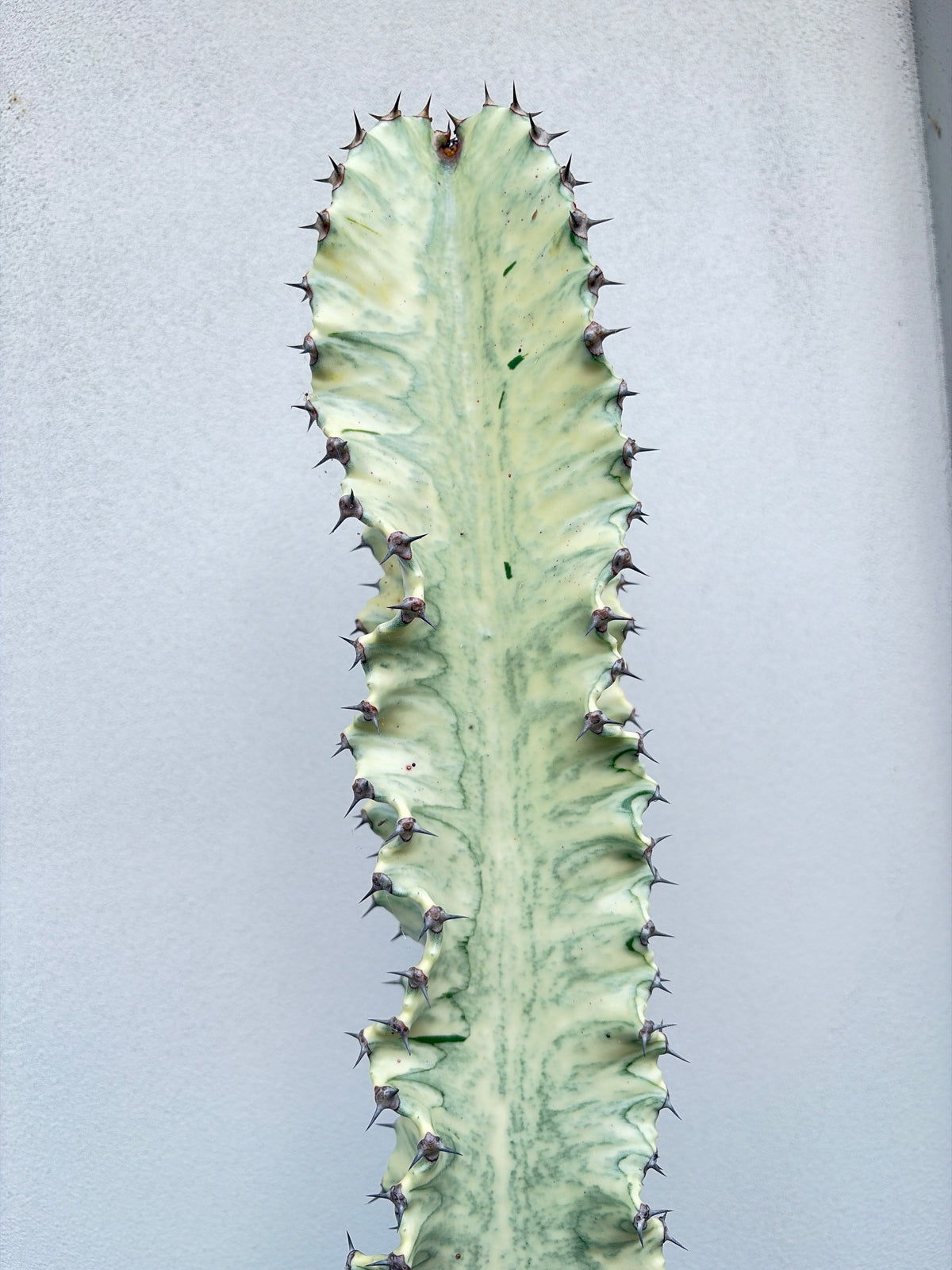 Euphorbia Ammak