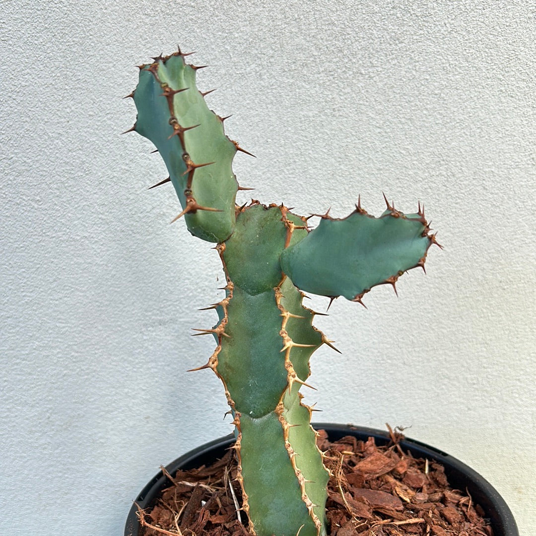 Euphorbia ceorulescens - Small