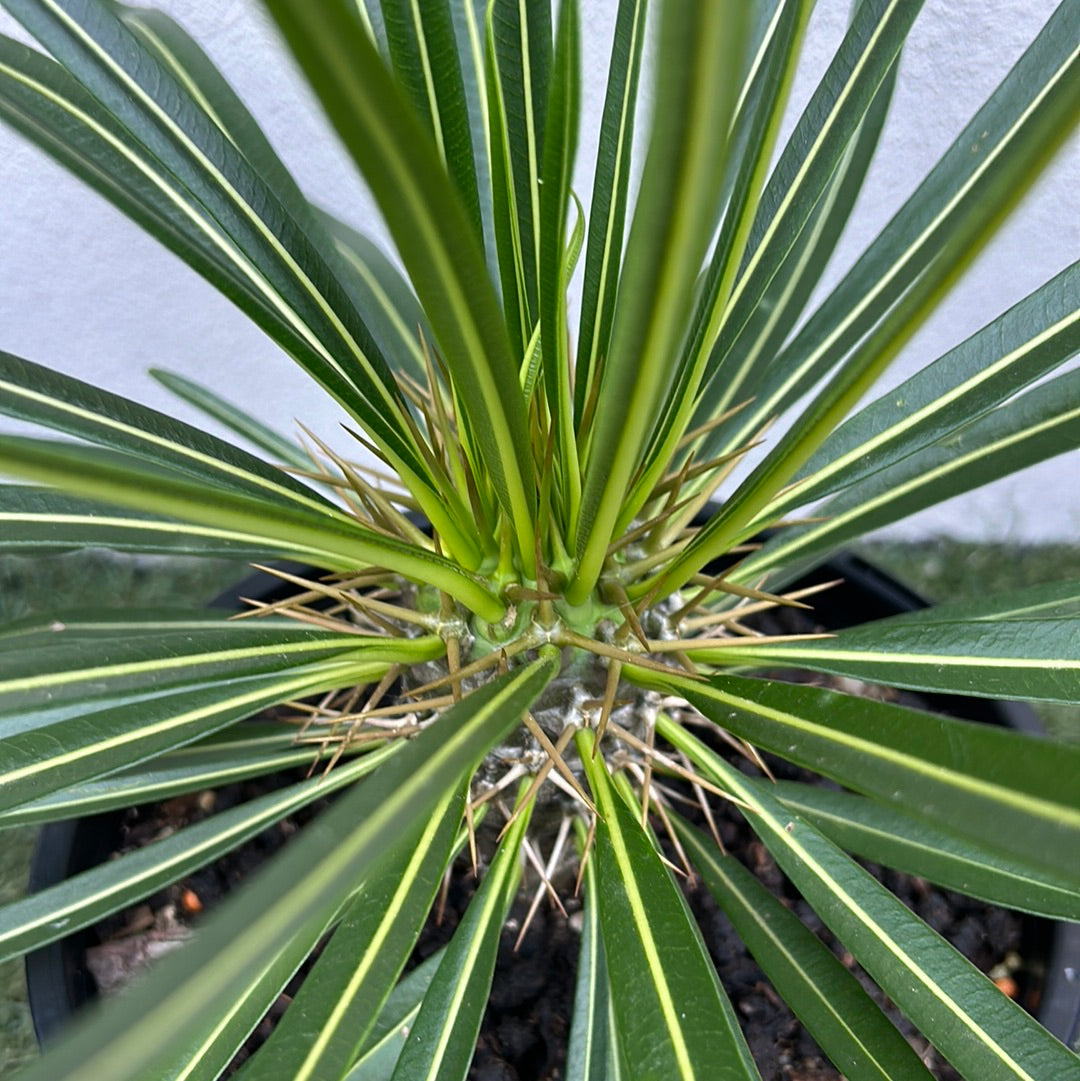 Madagascar Palm