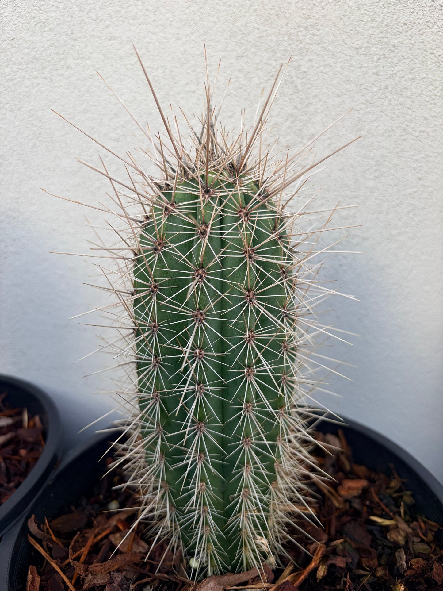 PACHYCEREUS Pringlei Cactus