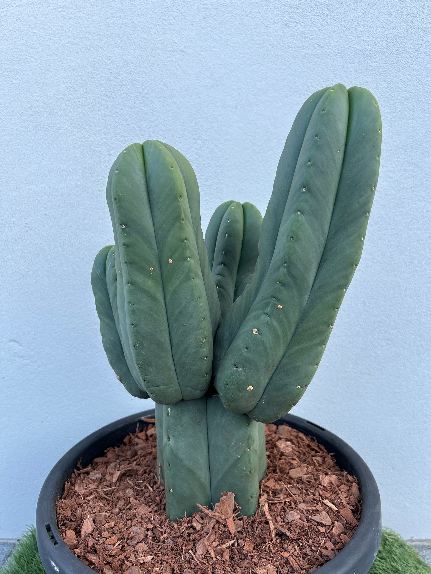 Echinopsis Scopulicola Tree