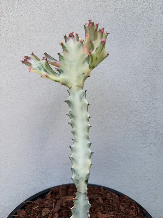 Ghost Cactus (Euphorbia lactea)