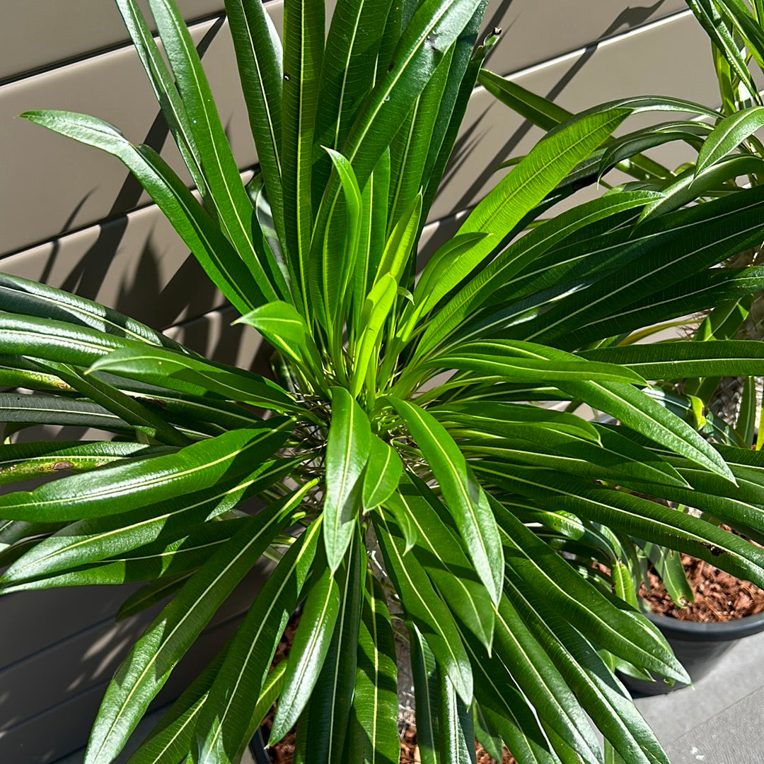 Madagascar Palm - Large