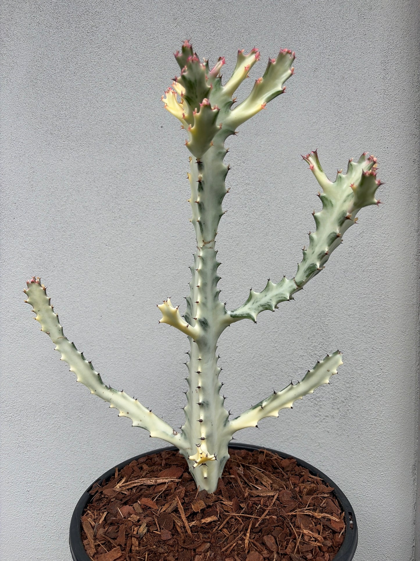 Ghost Cactus (Euphorbia lactea) Multiple arms