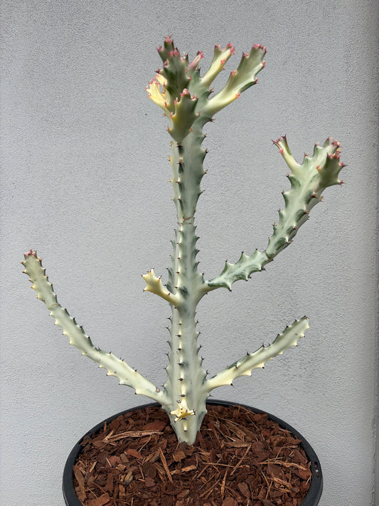 Ghost Cactus (Euphorbia lactea) Multiple arms