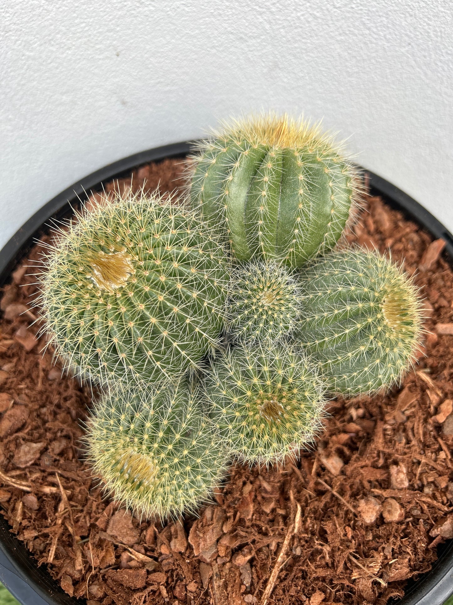 Notocactus magnificus