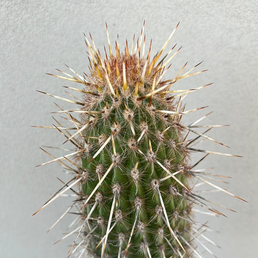 Espostoa Mirabilis Cactus