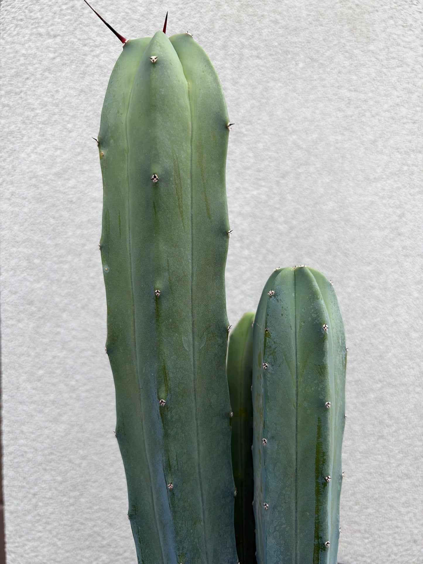 Myrtillocactus geometrizans (Blue Myrtle Cactus)