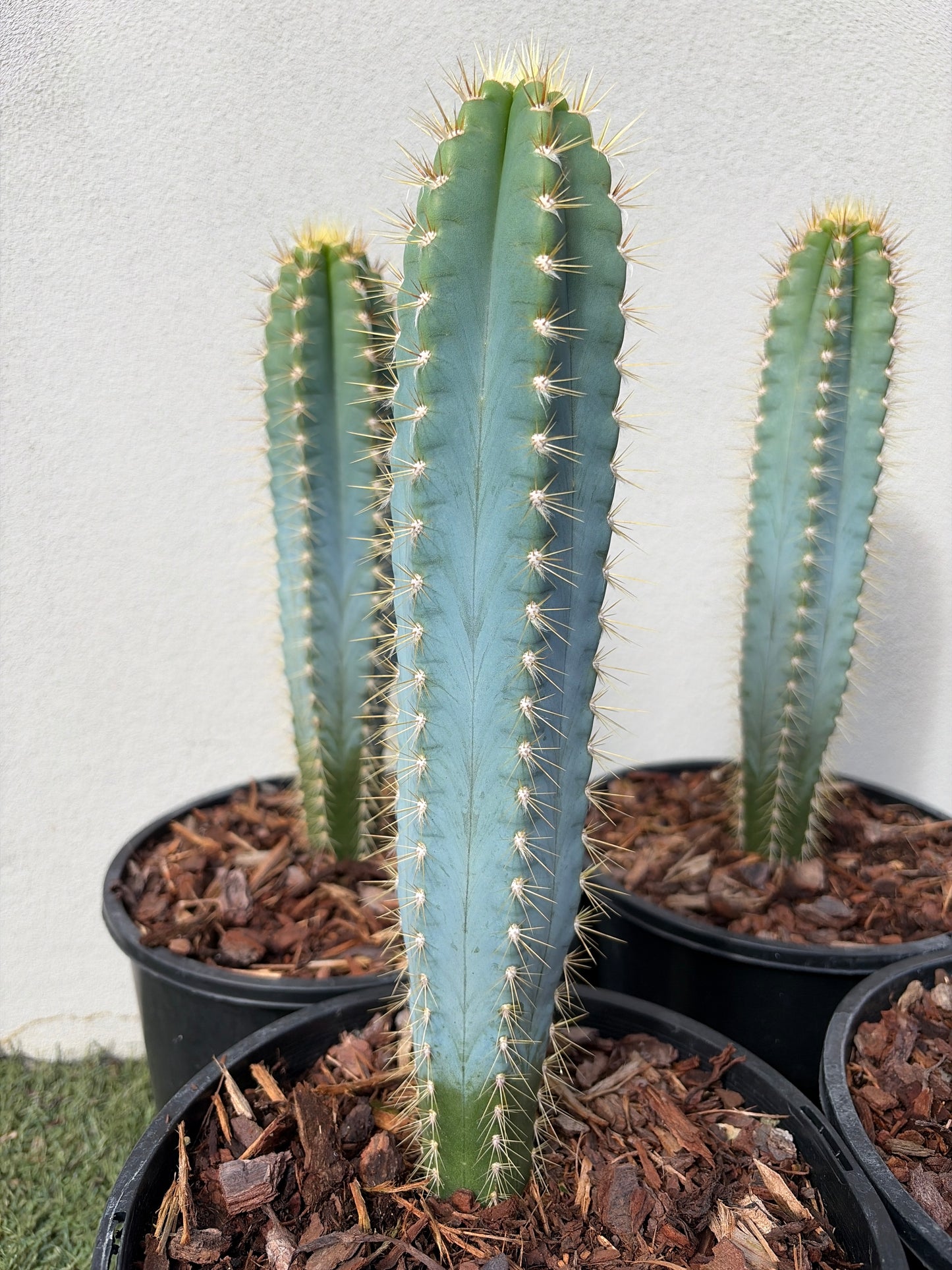 Blue Torch cactus