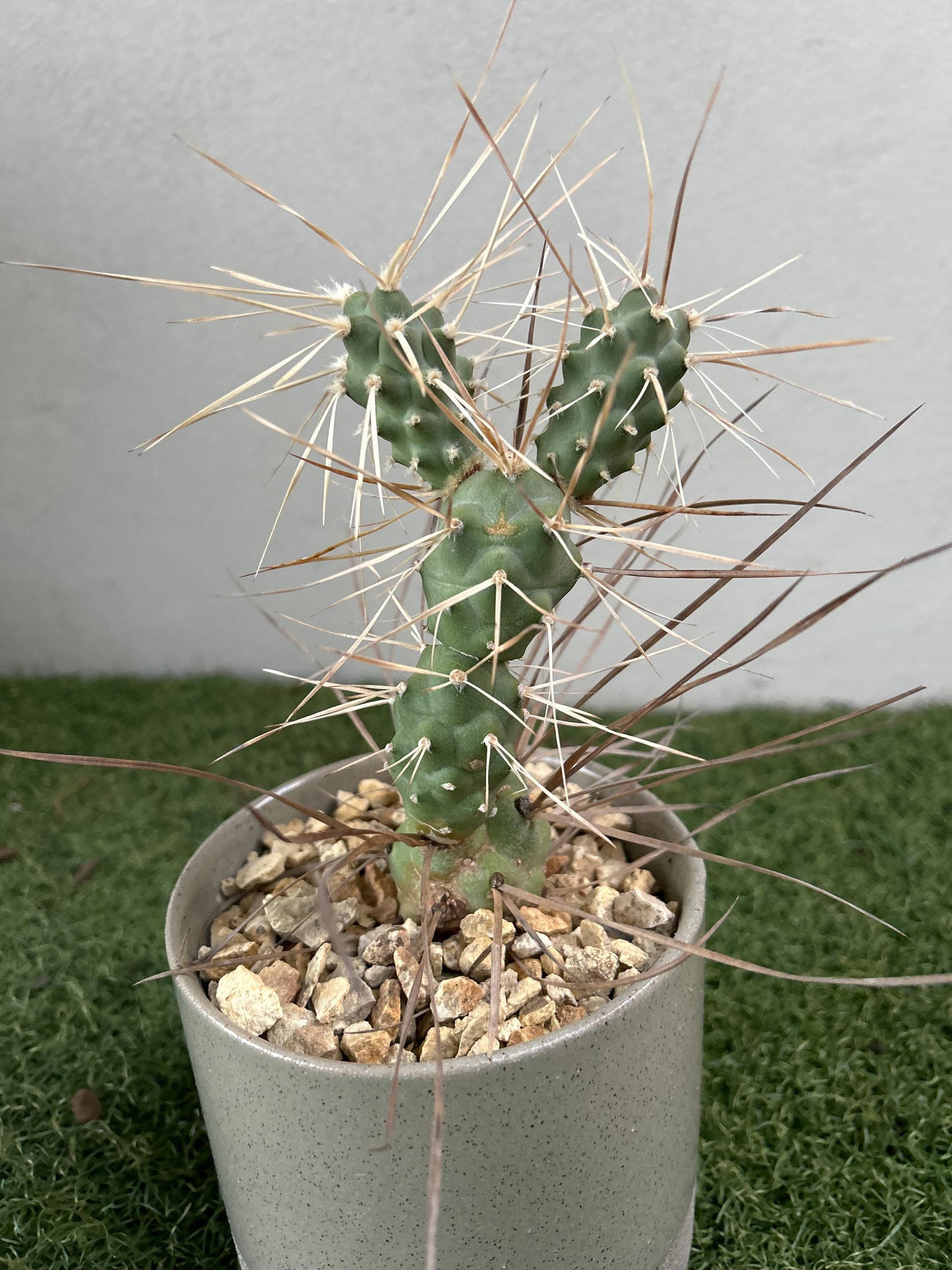 Paper Spine Cactus