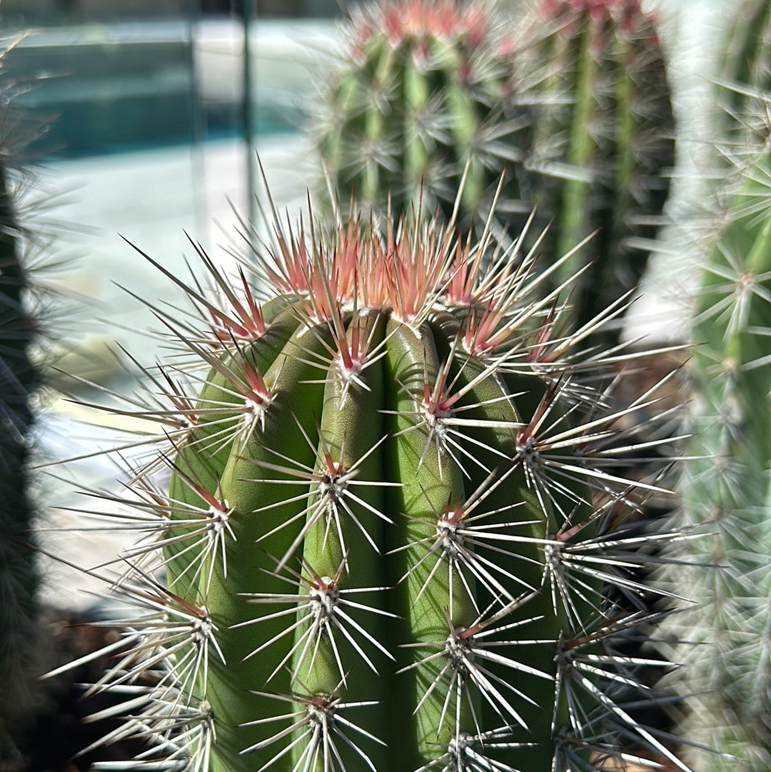 PACHYCEREUS Pringlei Cactus