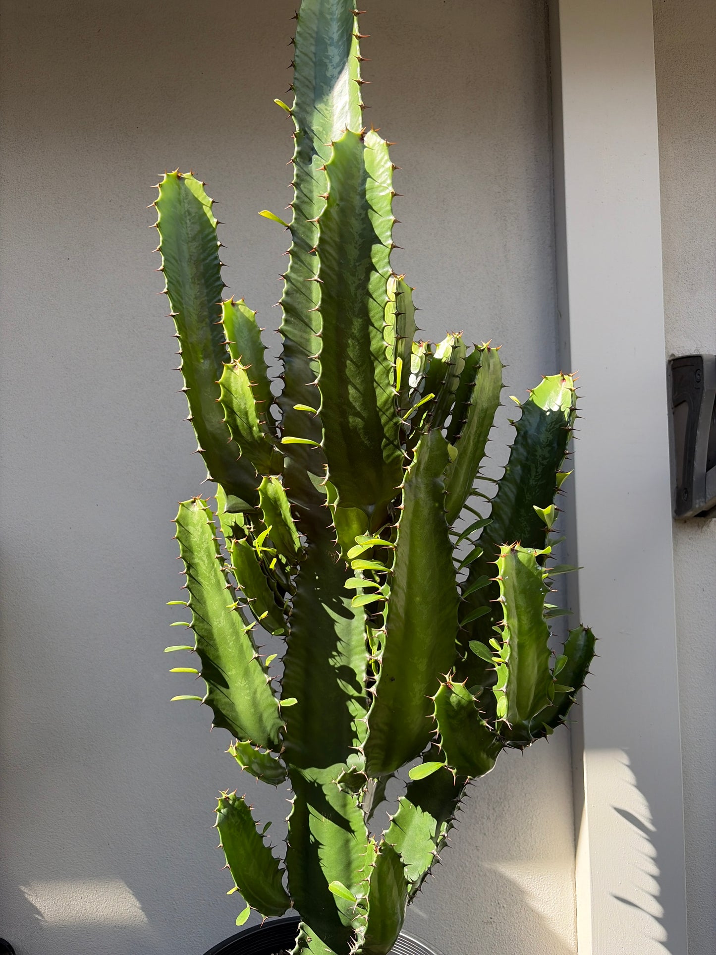 Euphorbia Cowboy