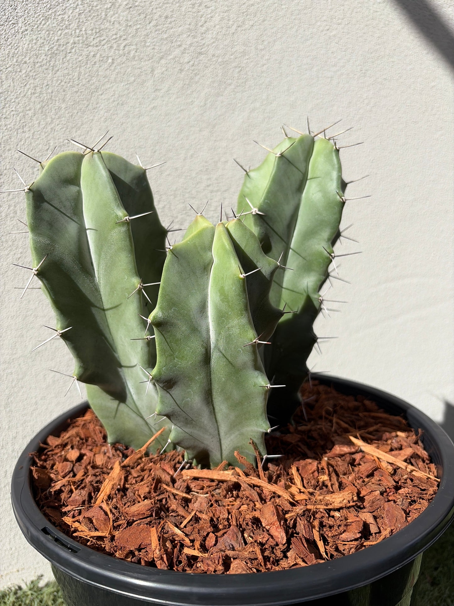 Grey Organ Pipe Cactus - Stenocereus thurberi
