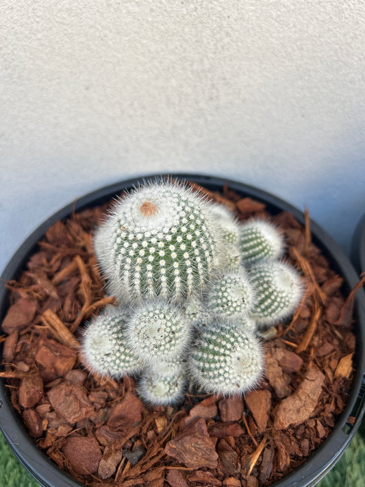 Cluster Cactus