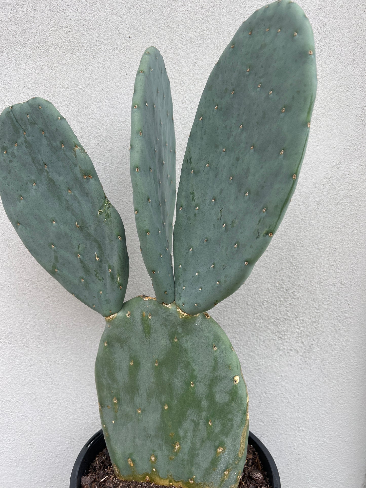 Burbank Spineless 3 paddles