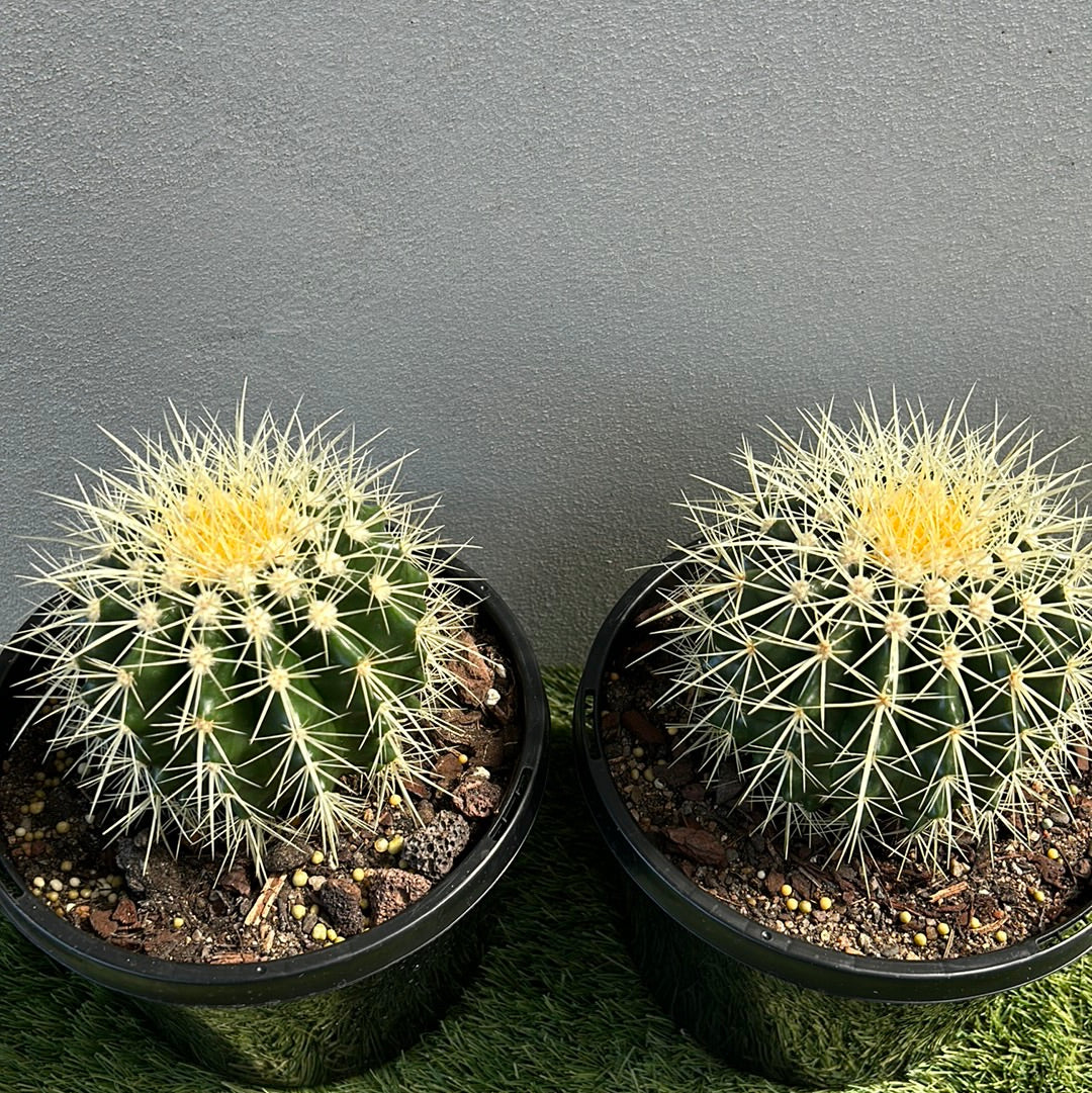 Golden Barrel Cactus - Small