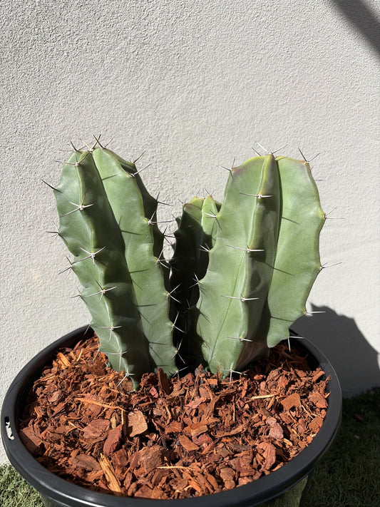 Grey Organ Pipe Cactus - Stenocereus thurberi