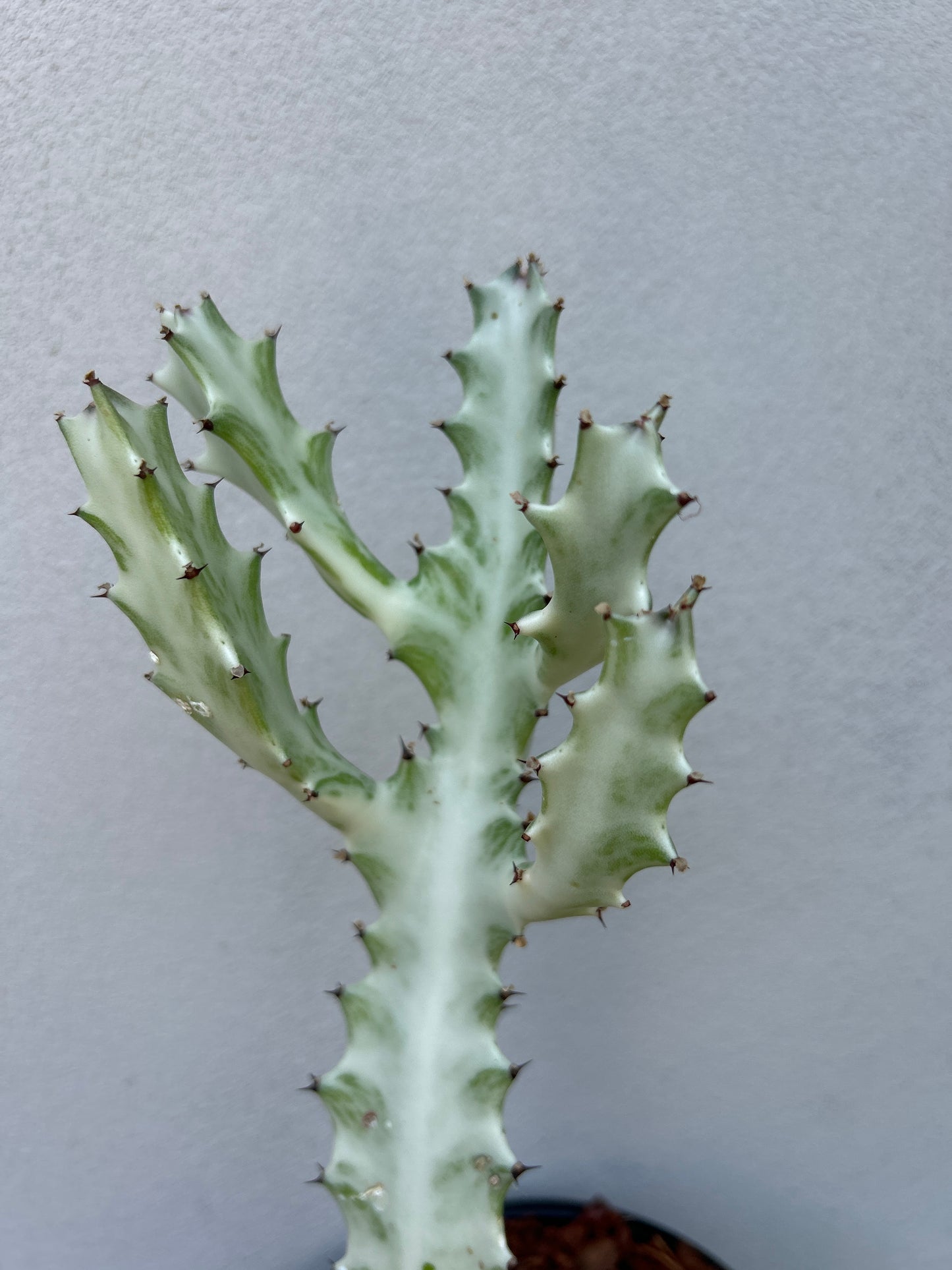 Ghost Cactus (Euphorbia lactea)
