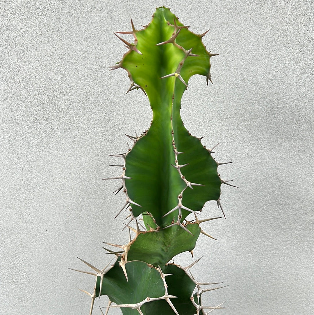 Cow Horn Cactus 2