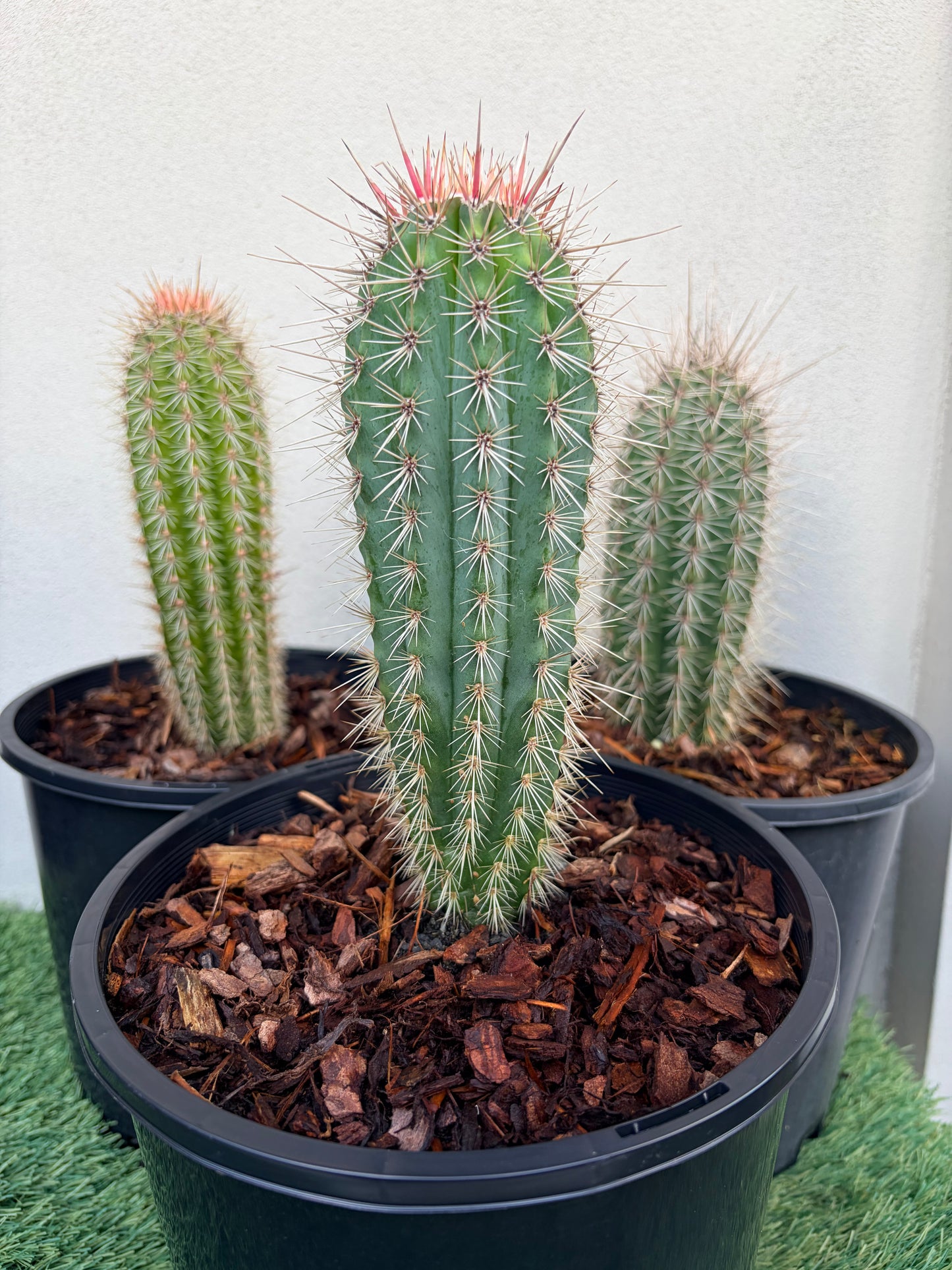 PACHYCEREUS Pringlei Cactus