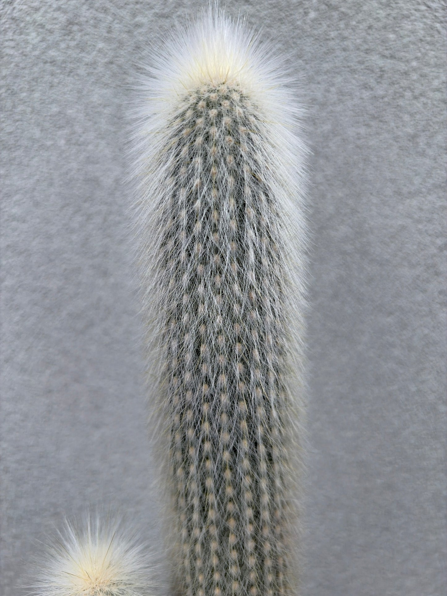 Cleistocactus strausii (Silver Torch Cactus)