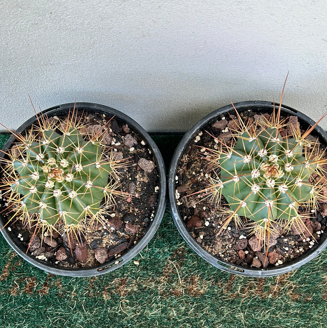 Melocactus Oreas
Longispinus