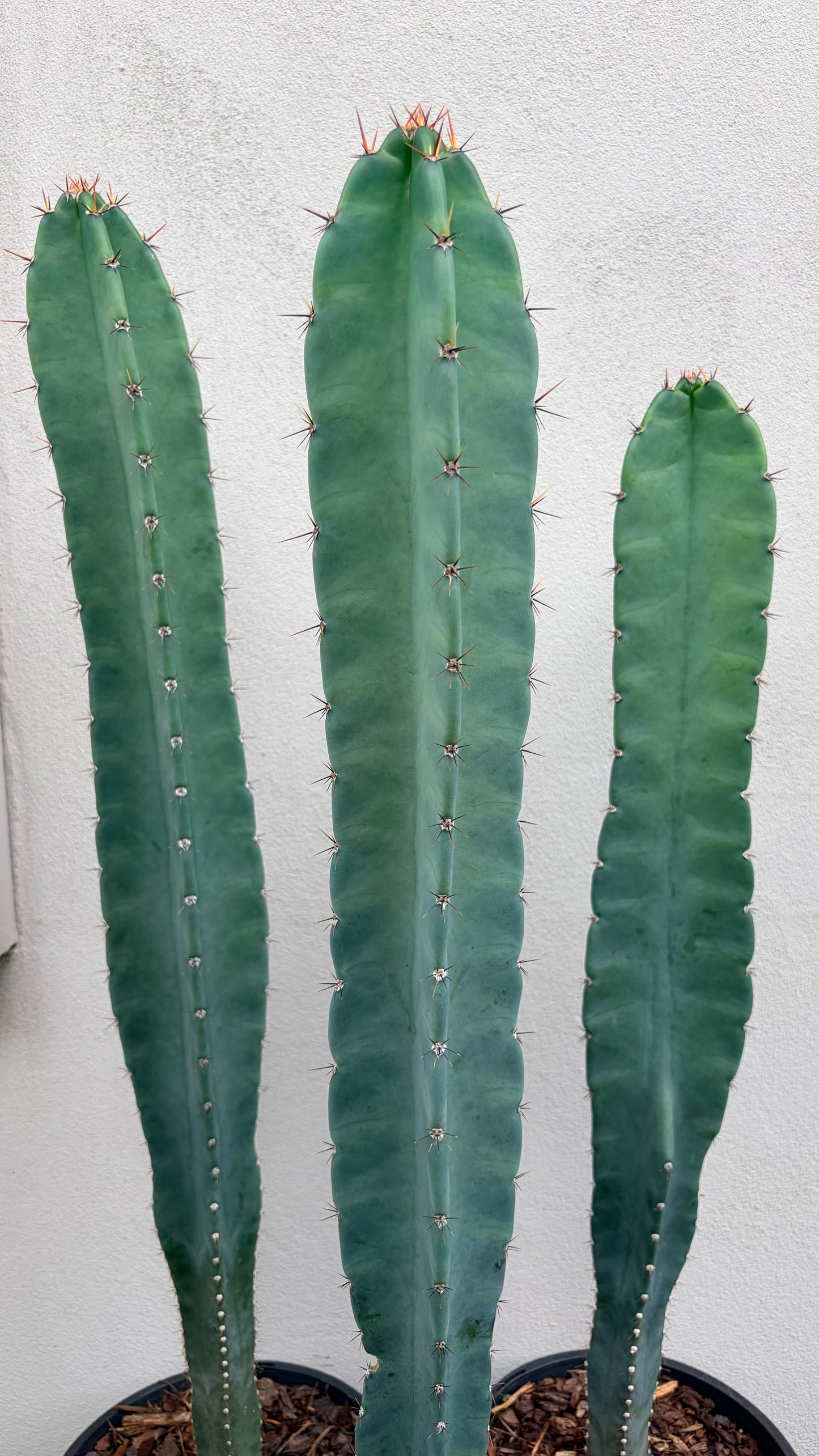 Cereus Cactus