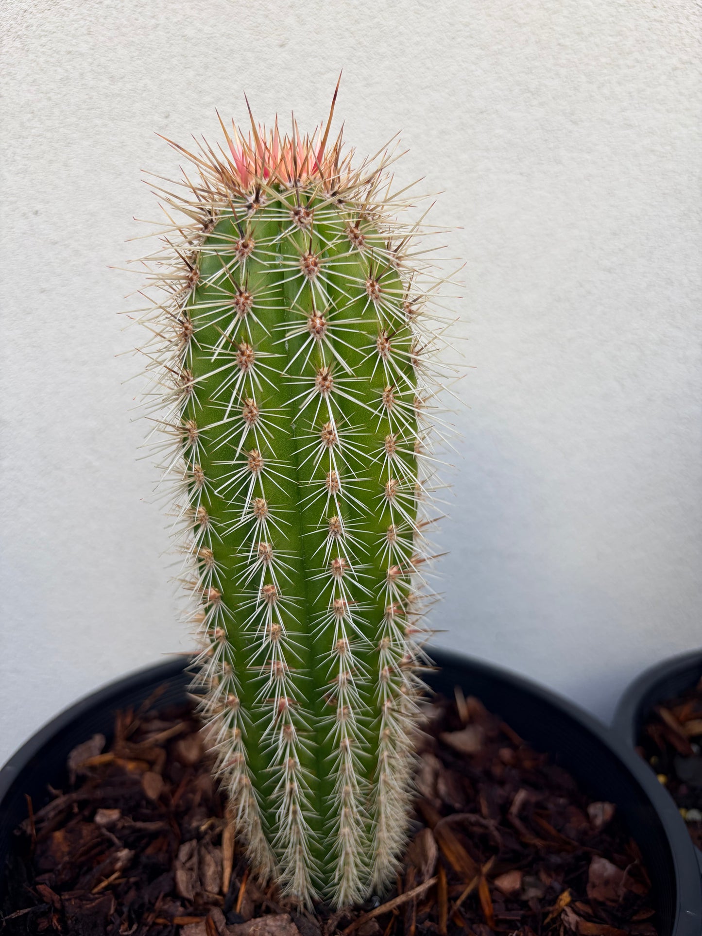 PACHYCEREUS Pringlei Cactus