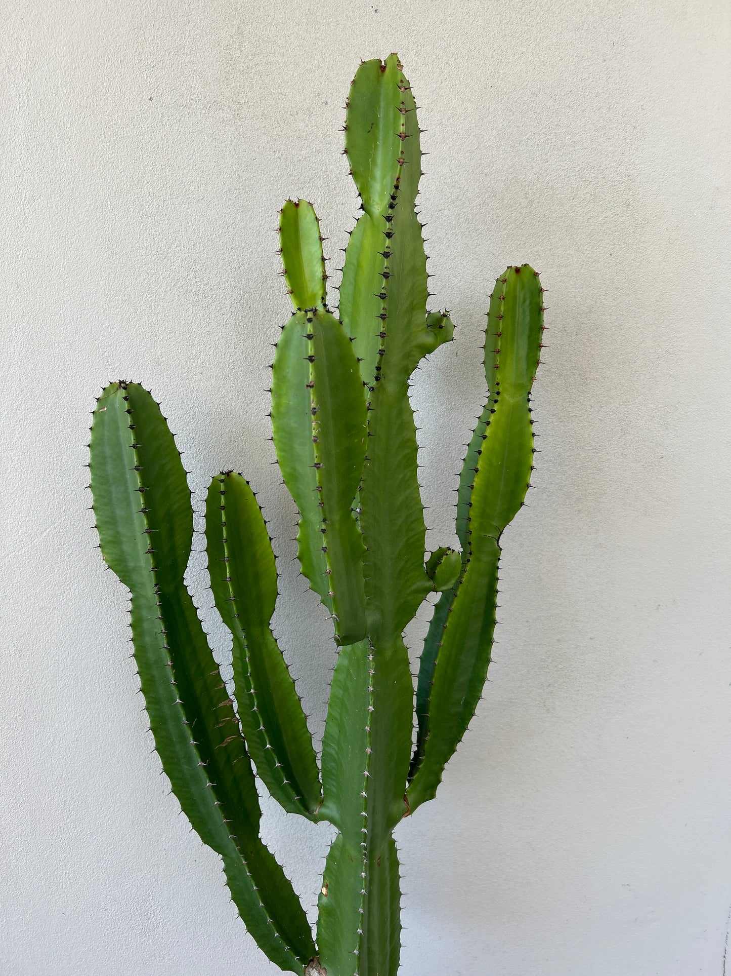 Euphorbia cowboy