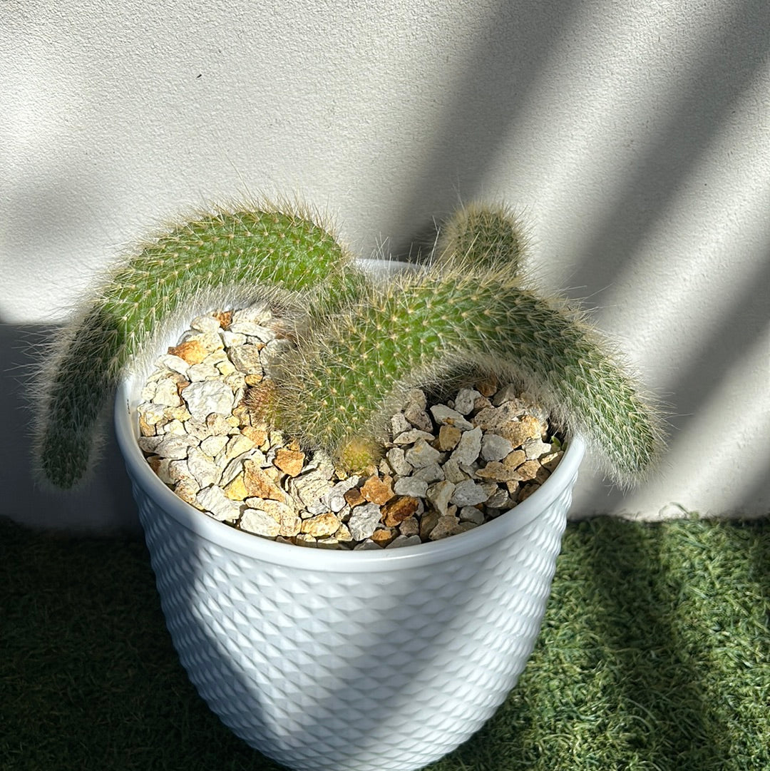 Rat Tail Cactus