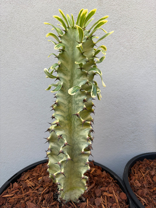 Euphorbia Ammak