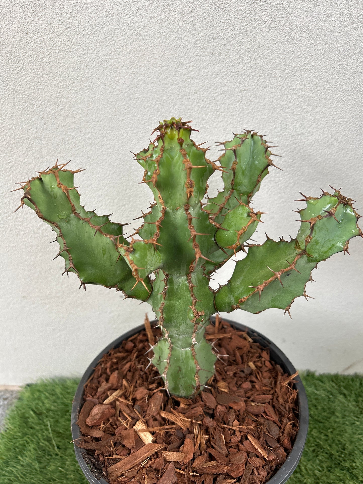 Euphorbia ceorulescens