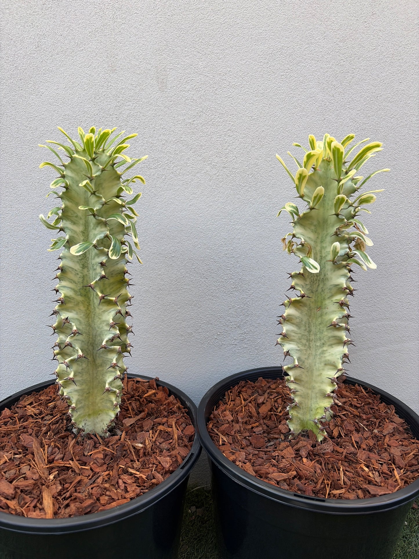 Euphorbia Ammak