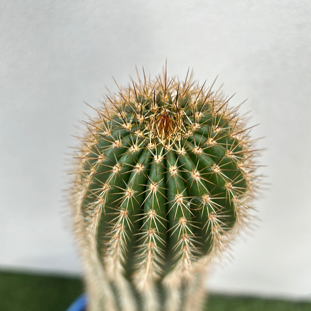 Echinopsis schickendantzii