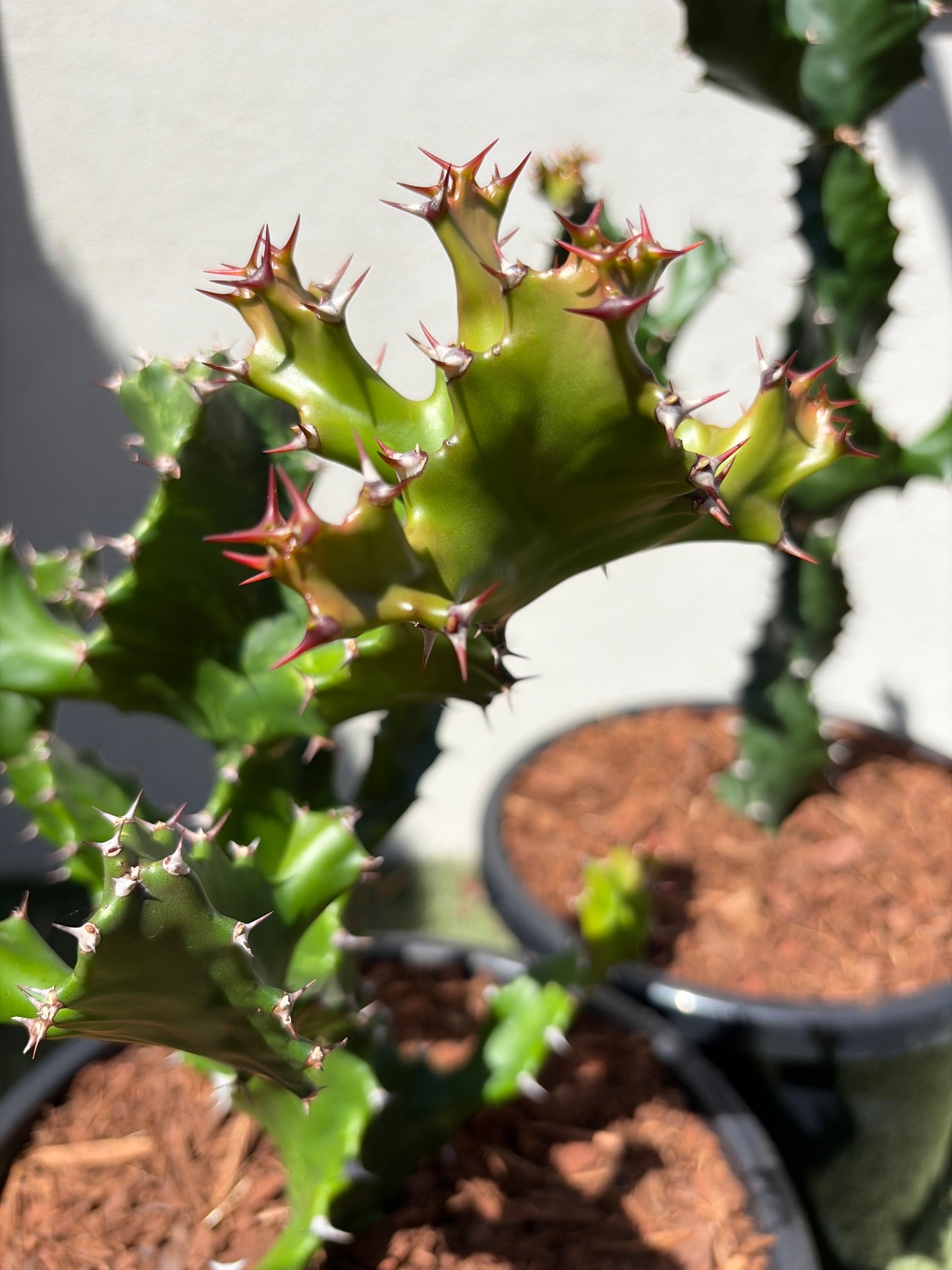 Spiral Euphorbia