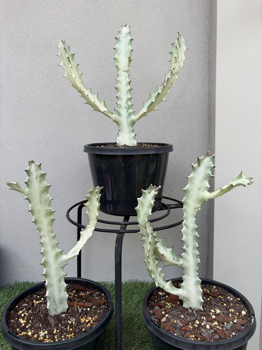Ghost Cactus (Euphorbia lactea)